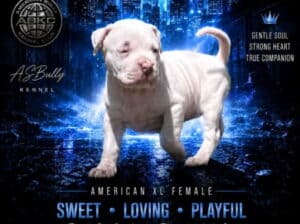 American bully štenci – vrhunski kvalitet