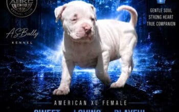 American bully štenci – vrhunski kvalitet