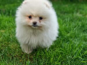 Pomeranski spic