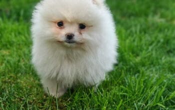 Pomeranski spic
