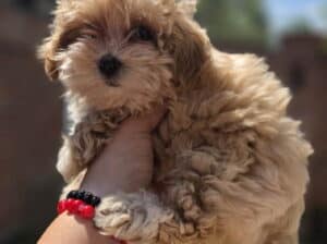 Maltipoo bebe