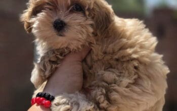 Maltipoo bebe