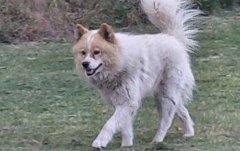 Maltipoo stenci spremni su za preuzimanje