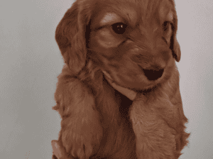 F1b Cockapoo puppies