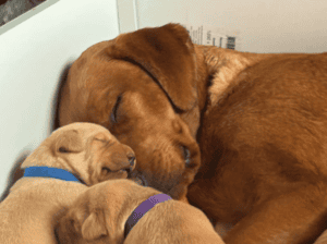 Štene crvenog labradora Fox