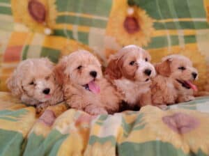 Dostupni za preuzimanje Maltipoo prelepi