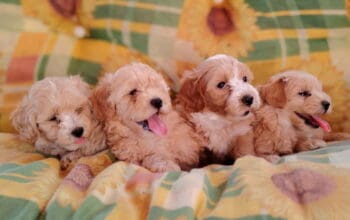 Dostupni za preuzimanje Maltipoo prelepi