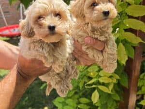 Maltipoo stenci spremni su za preuzimanje
