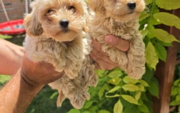Maltipoo stenci spremni su za preuzimanje