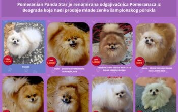 Odgajivačnica Pomeranaca prodaje mlade ženke