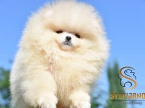 Pomeranac Boo medvedići, Pomeranski špic štenci