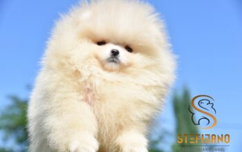 Pomeranac Boo medvedići, Pomeranski špic štenci
