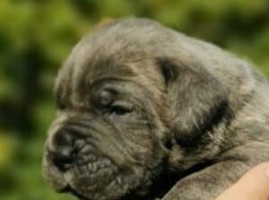 Cane Corso Kane Korso Novo leglo