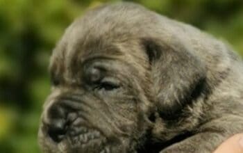 Cane Corso Kane Korso Novo leglo