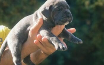 Cane Corso Kane Korso – Novo leglo