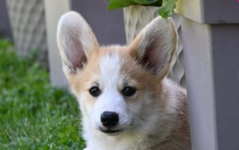 Velški korgi/Welsh Corgi Pembroke
