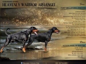 Doberman, stenad na prodaju