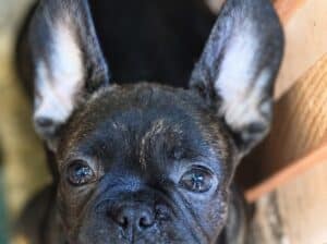 Francuski buldog štenci