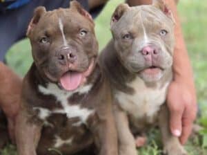 American bully