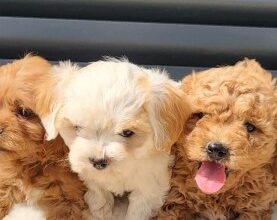 Maltipoo-Cavapoo Cavapo-Kavapu stenci