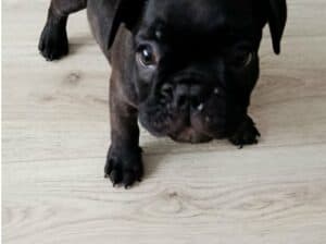 Francuski buldog 