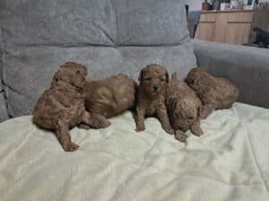 Crvena toj pudla ( Toy Poodle )