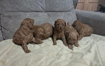Crvena toj pudla ( Toy Poodle )