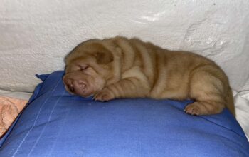 Shar pei – šar pej stenci