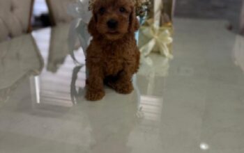 Goldendoodle prelepi štenci