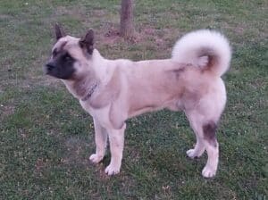 Američka akita, parenje