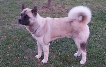 Američka akita, parenje