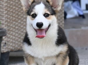 Velski korgi/Welsh Corgi Pembroke