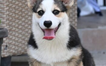 Velski korgi/Welsh Corgi Pembroke