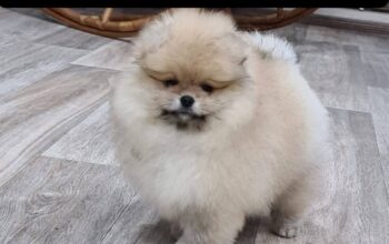 Mini štenci pomeranskog špica