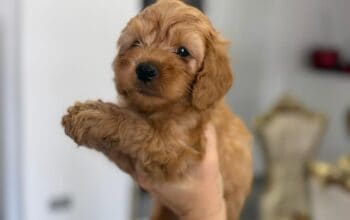 Goldendoodle prelepi štenci