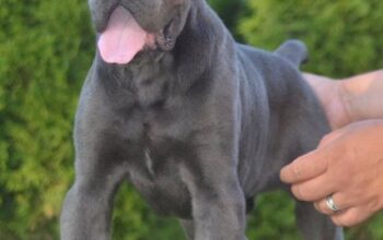 Cane Corso, vrhunski štenci