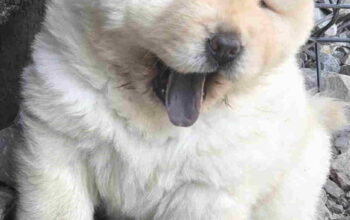 Chow chow prelepi krem stenci