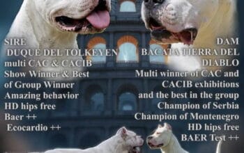 Leglo dogo argentino štenaca