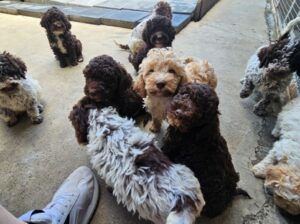 Lagotto Romagnolo, kvalitetni štenci