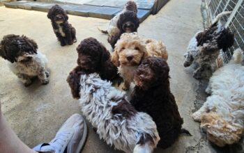 Lagotto Romagnolo, kvalitetni štenci