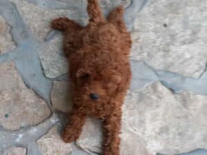 Crvena toy pudlica, žensko štene – staro 2,5 mesec