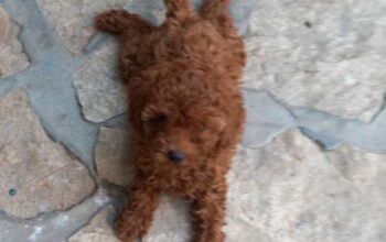 Crvena toy pudlica, žensko štene – staro 2,5 mesec