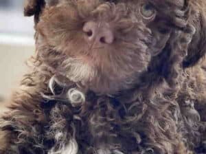 Lagotto Romagnolo – rezervacija stenaca
