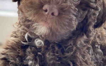 Lagotto Romagnolo – rezervacija stenaca