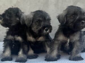Patuljasti Šnaucer Miniature Schnauzer