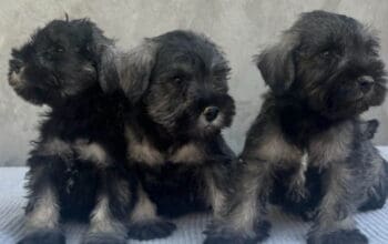 Patuljasti Šnaucer Miniature Schnauzer