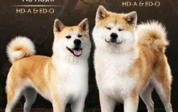 Akita Inu prelepi štenci