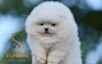 Pomeranac Boo medvedići, Pomeranski špic štenci