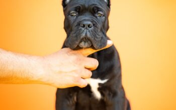Cane Corso prelepi štenci