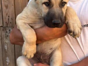 Kangal stenci